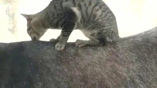 猫咪总是喜欢骑毛驴,毛驴也无所谓了