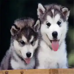 阿拉斯加犬二十多天抱来拉肚子怎么回事