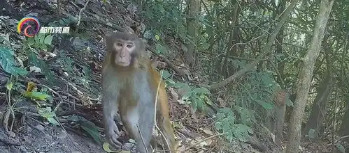 动物也爱美保山龙陵野生猴丛林玩自拍
