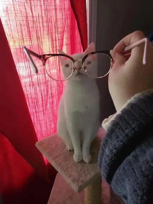 我是男的,猫喜欢睡在我裤裆,这正常吗