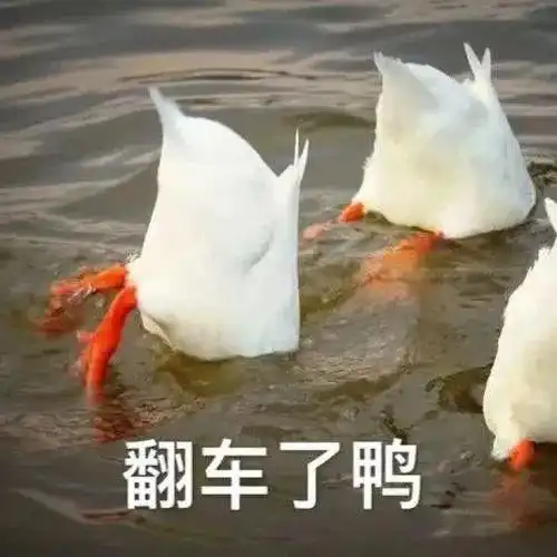 家禽表情包表情包