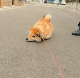 曾用一张笑脸治愈无数人的柴犬北登,今后只能用表情包缅怀
