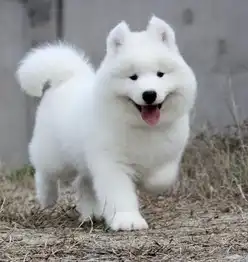 萨摩犬舍萨摩价格萨摩图片萨摩耶犬多少钱专业繁育
