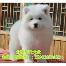 纯种萨摩耶澳版萨摩耶微笑天使萨摩耶犬直销高品质萨摩耶犬-黄页88网