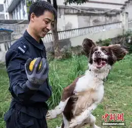 警犬表情包猛犬也卖萌
