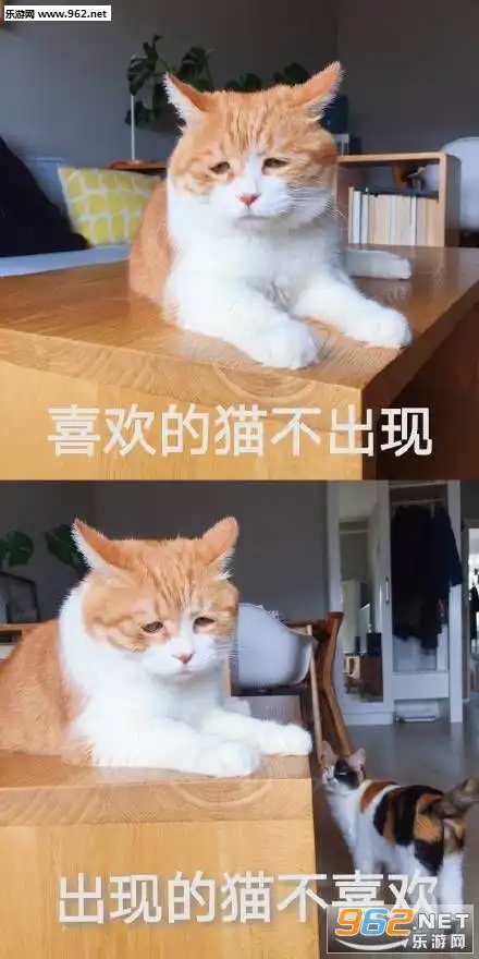 老板来个男朋友表情包喜欢的猫不出现出现的猫不喜欢图片下载乐游网游戏下载