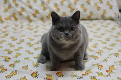英国短毛猫什么颜色最美蓝乳色英短到底有什么魅力