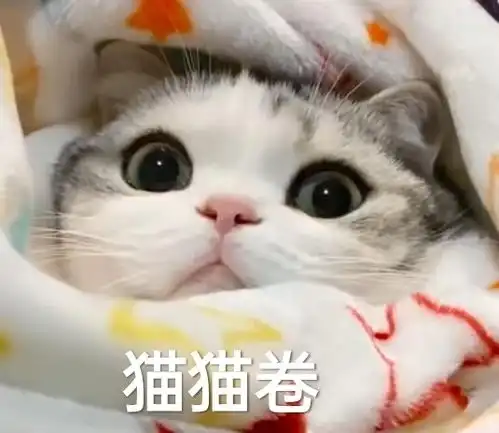 静态泡芙表情包猫咪