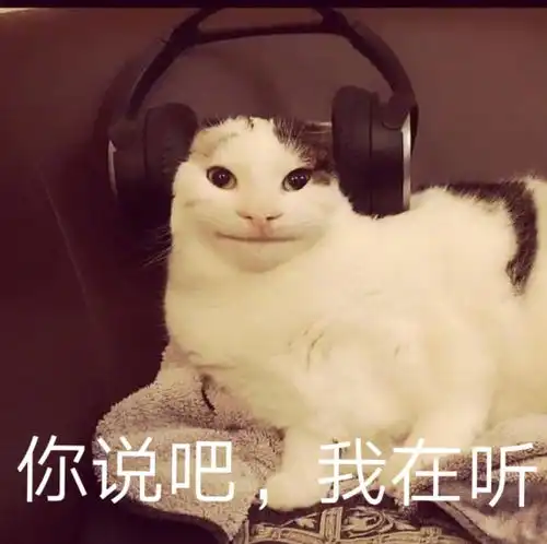 偷偷看一眼表情包猫咪