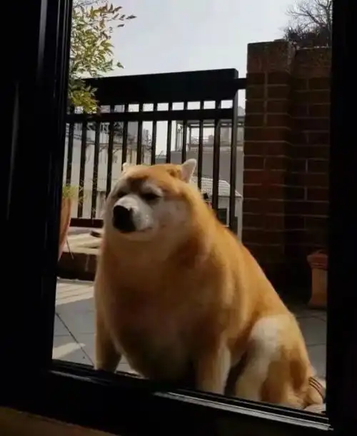 爆笑gif第6期下雪咯交给外婆养的柴犬,最终进化成肥柴兽