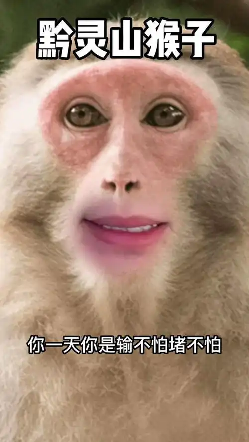 峨眉山猴子真事绿茶萌宠搞笑专治不开心