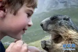 土拨鼠叫表情包视频摄影