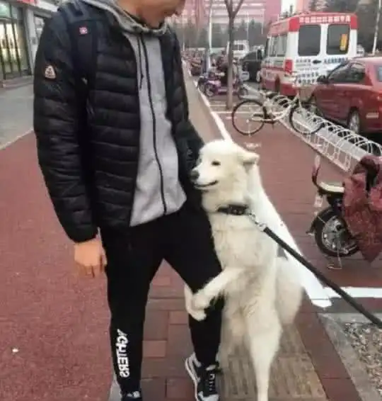 萨摩耶当街撒娇,抱着陌生人的腿不肯走,表情迷倒众多路人