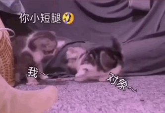 抖音表情包收不要的男女朋友换不锈钢脸盆