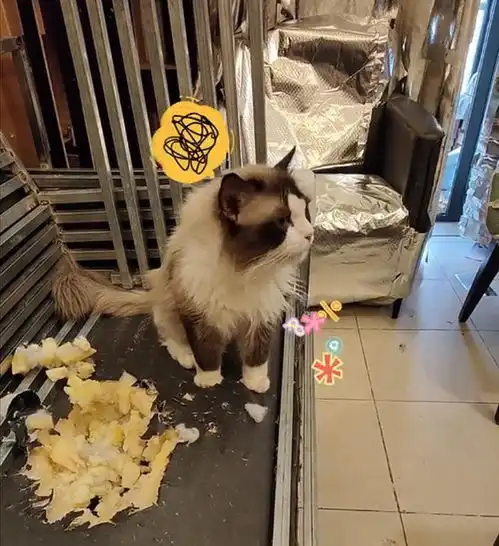 河南一男子为防止猫咪拆家,全屋改装成纯狱风格,连沙发都用上铁