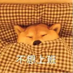 暖萌的柴犬表情包上线啦