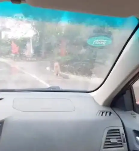 感动湖南一女子出门遇下雨折返回家,狗狗冒雨叼伞在路口等待