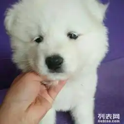 超萌萨摩耶换泰迪熊或者贵宾犬