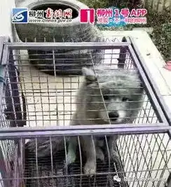 三江县一房屋发生火灾,消防员冲进火场,奋力救出雪橇三傻之一的萨摩耶