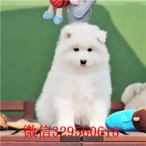 云南丽江哪里有卖萨摩耶纯种萨摩耶一只多少钱赛级萨摩耶基地双血统萨摩耶多少钱