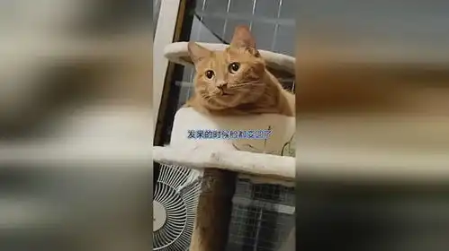 养过猫的都知道猫咪一天的表情很丰富,很萌,很治愈人心