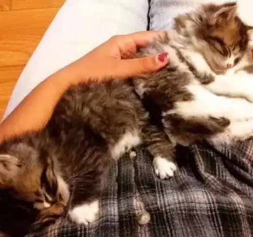 小猫咪出车祸被抛弃,被偶遇的路人捡回了家,将小猫交给狗狗照顾