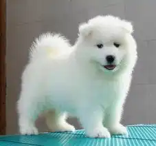 标题精品澳版微笑无锡出售微笑天使萨摩耶好品相包纯种包健康