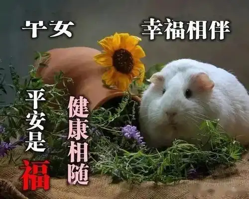 早上好表情早安语录祝福语问候语大家早上好
