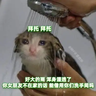 猫猫头表情包毛晓彤