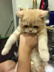 hao妹子生了七个娃都不是一个爹