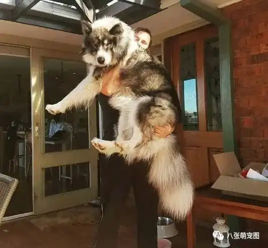 爸爸是萨摩耶,妈妈是哈士奇和阿拉斯加的串串,所以这只狗叫萨哈拉