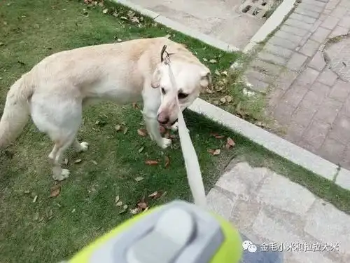 表情如果你在孤岛上生存,有一只狗和一个小人你会怎么选表情