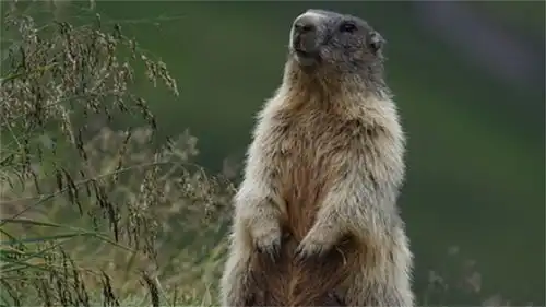 动物表情包的真实叫声,这反差也太大了吧,想到你是这样的土拨鼠