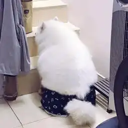 管不住嘴迈不开腿,萨摩变成胖企鹅
