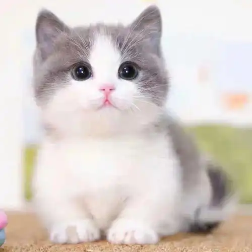 猫咪头像男生代表什么短