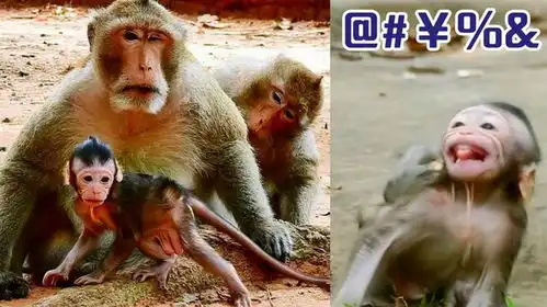 小猴子泰胖遭爸爸驱赶,吓出了表情包,气得冲爸爸骂骂咧咧