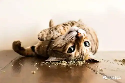摄影师andrewmarttila作品猫咪吃猫薄荷之后的超嗨表情