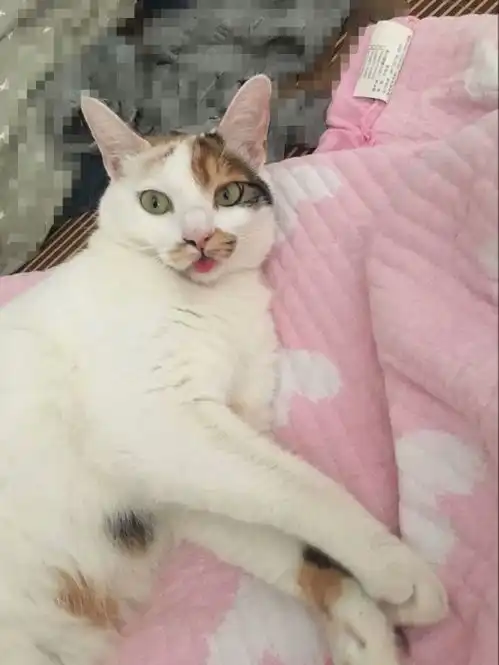 揭秘钢铁直男如何爱上小猫咪
