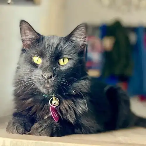 男子在车库修车,闯进一只橘猫,不仅不走还对他毛手毛脚