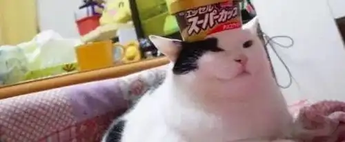 猫咪头顶8盒冰淇淋表情依旧淡定,主人表示已服