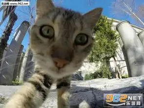 猫咪自拍照可爱图片猫咪自拍表情包下载乐游网游戏下载