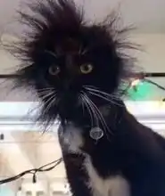 好奇害死猫现实版,说了不要摸电线,傻了吧