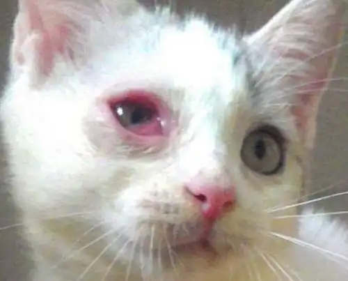 中华田园猫有眼泪鼻屎多,中华田园猫猫鼻支怎么治