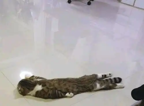 自从家里有了地暖,猫咪就摊在了地上,倒地姿势笑翻众人