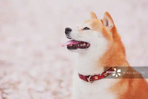 摄影图片