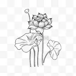 荷花素描图片荷花素描图片素材免费下载千库网