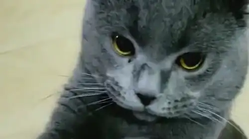 猫咪平时肯定是装萌,这一瞬间的表情吓到我了