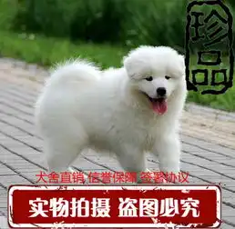 纯种微笑天使萨摩耶幼犬赛级犬后代保健康可签协议