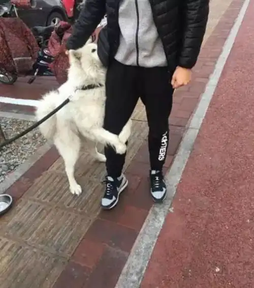 萨摩耶看见帅哥芳心大起,抱起大腿不让走,主人回来后尴尬了