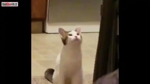 看大嘴猫猫头表情包